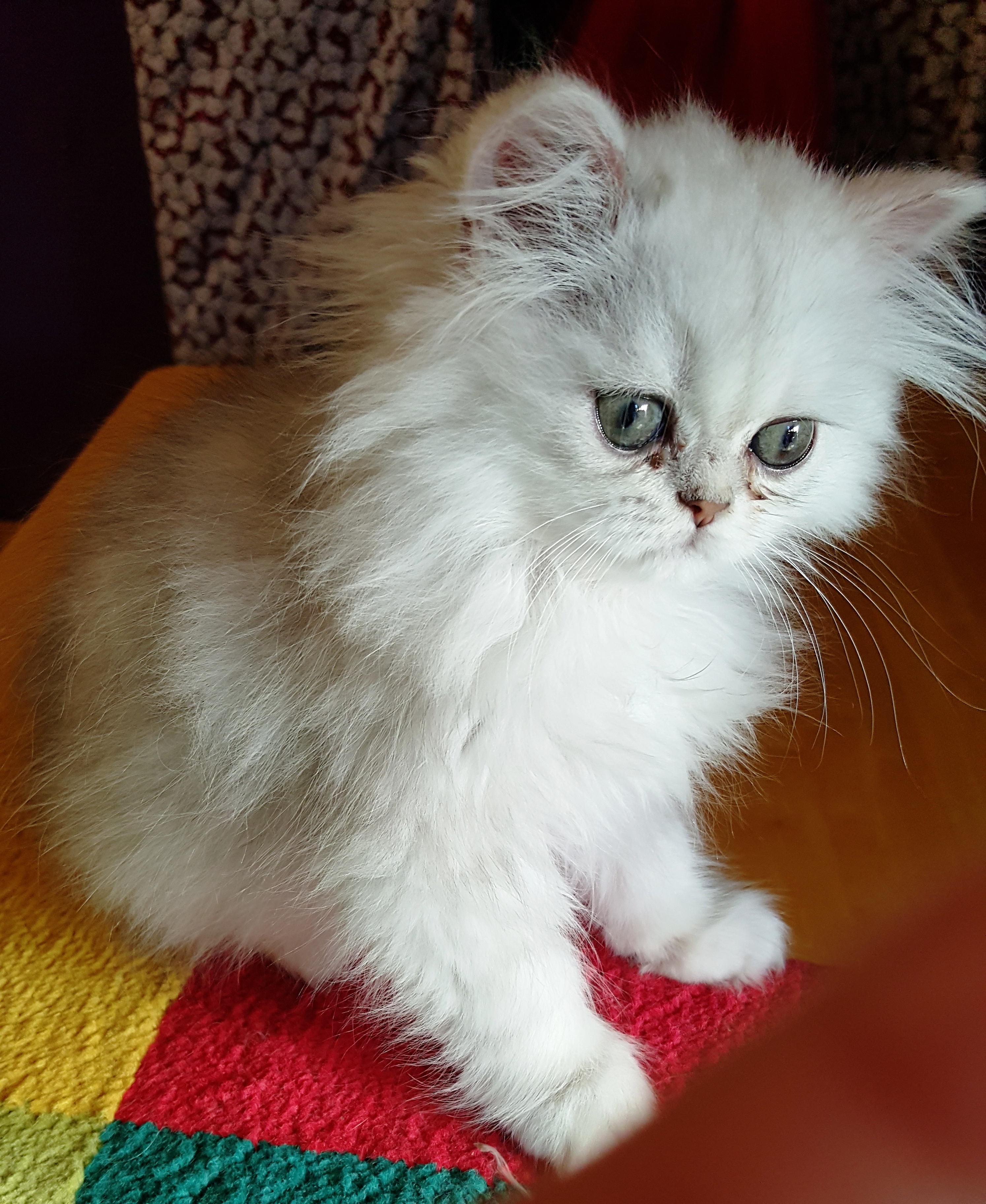 Silver Persian Cat - Food Ideas.